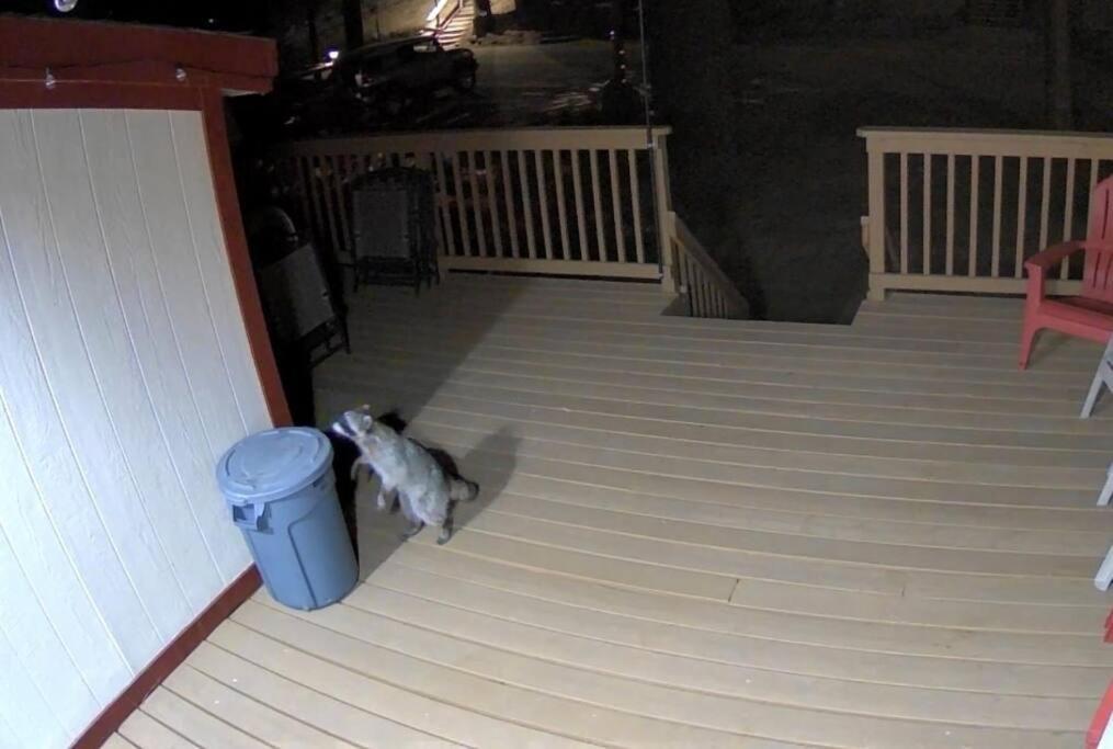 Snow Bunny Cottage, Pets Welcomed! Green Valley Lake Экстерьер фото